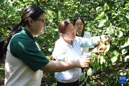 红杏 在线观看,在线观看，探寻古典美学的魅力之旅  第3张